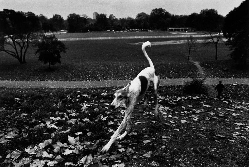 Josef KOUDELKA, England, Dog
1976