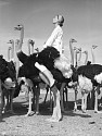 Norman PARKINSON, Wenda and Ostriches, South Africa, Vogue
1951, Modern gelatin silver hand processed print on Ilford fiber-based paper