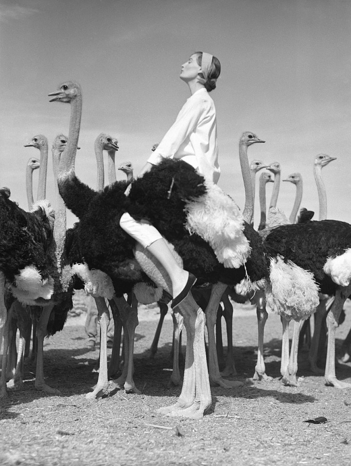 Norman PARKINSON, Wenda and Ostriches, South Africa, Vogue
1951, Modern gelatin silver hand processed print on Ilford fiber-based paper