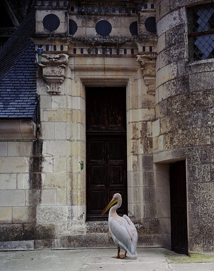 Karen KNORR, The King's Audience
2005, Fujicolour Crystal Archive print