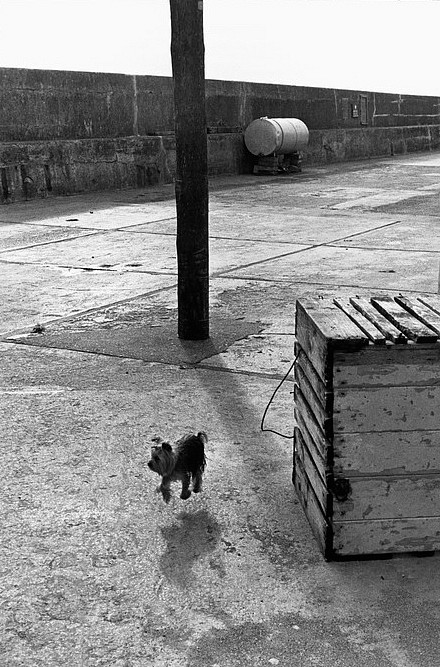 Elliott ERWITT, Ballycotton, Ireland
1968