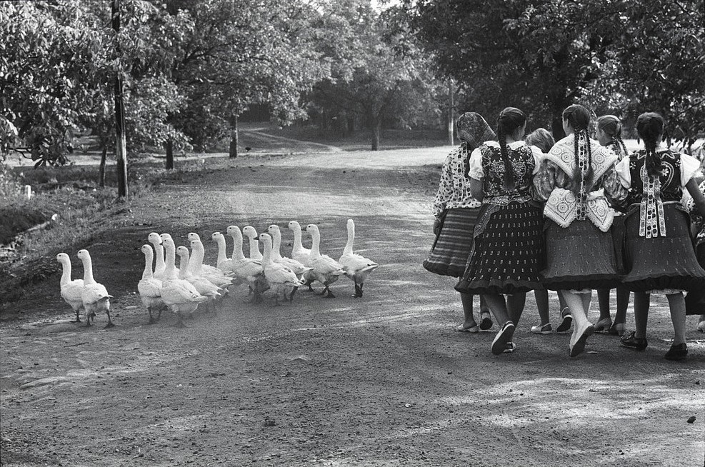 Elliott ERWITT, Hungary
1964