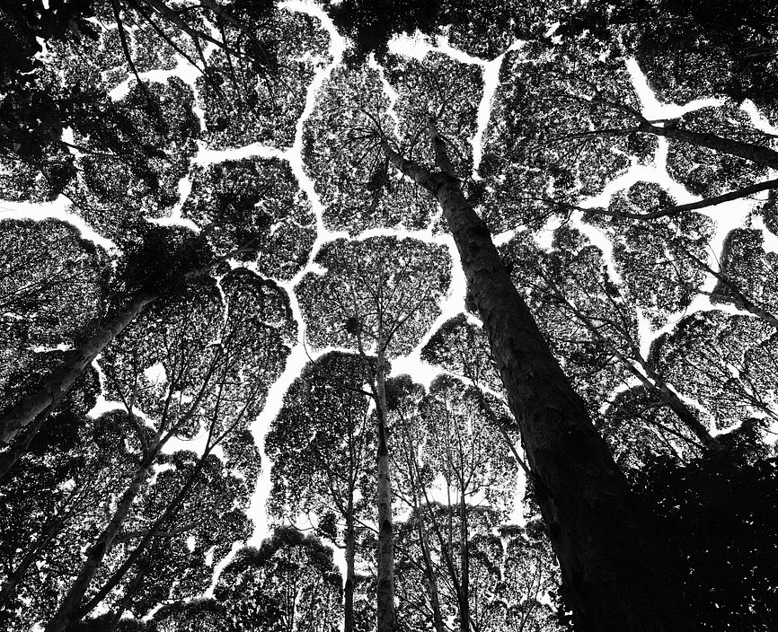 Stuart FRANKLIN, Crown shyness in the 'kapur' tree one of the dipterocarps that, as they mature in the forest, develop mutual avoidance. Kepong Forest Reserve, Malaysia
1997