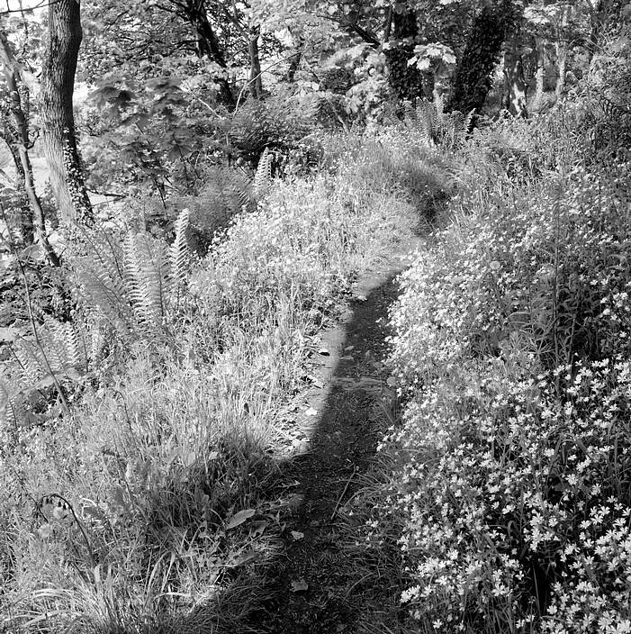 Stuart FRANKLIN, Strangfor Lough, Nugent's Wood, Northern Ireland, GB
2005