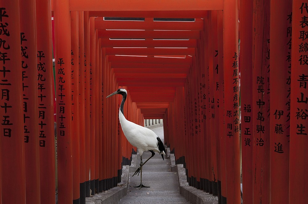 Karen KNORR, The Journey, HieTorii, Tokyo
2015, Pigment print on Hannemuhle Fine Art Pearl paper