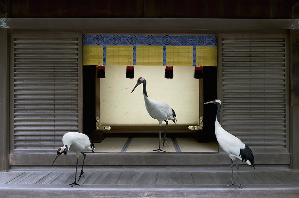 Karen KNORR, Path To Enlightenment, Meiji Jingu Shrine Tokyo
2015, Pigment print on Hannemuhle Fine Art Pearl paper