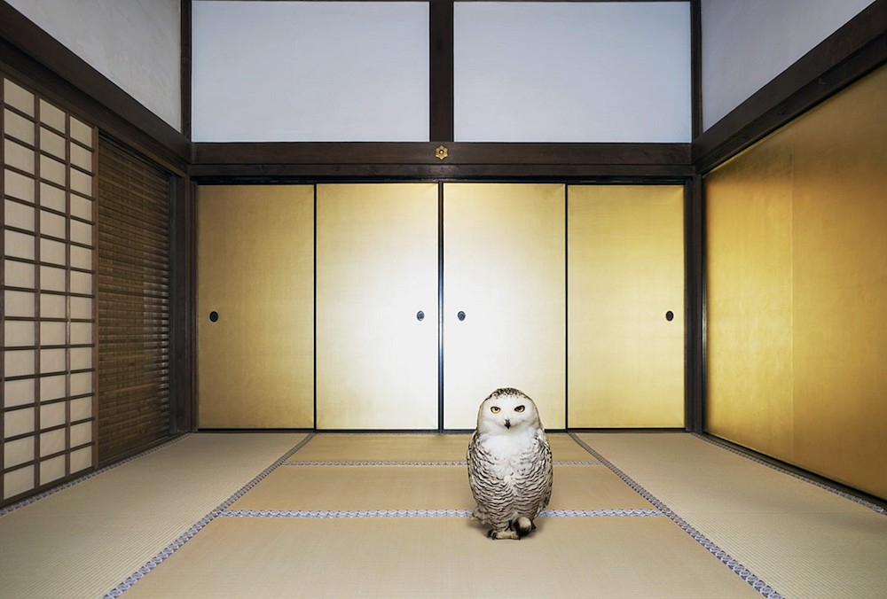 Karen KNORR, Emptiness no Other than Form, Obai-in, Kyoto
2017, Pigment print on Hannemuhle Fine Art Pearl paper