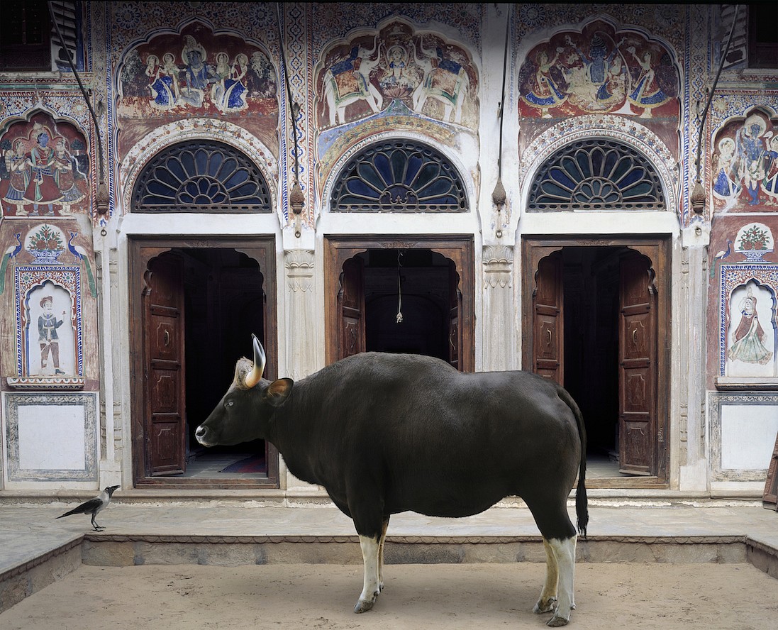 Karen KNORR, The Law of Dharma, Poddar Haveli, Nawalgarh, from 'India Song' series
Pigment print on Hannemuhle Fine Art paper