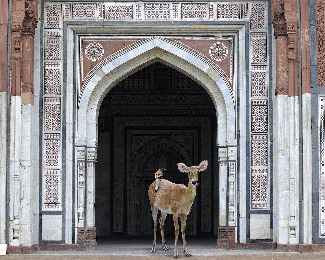 Karen KNORR, The Messenger, Purana Quila, New Delhi, from 'India Song' series
Pigment print on Hannemuhle Fine Art paper