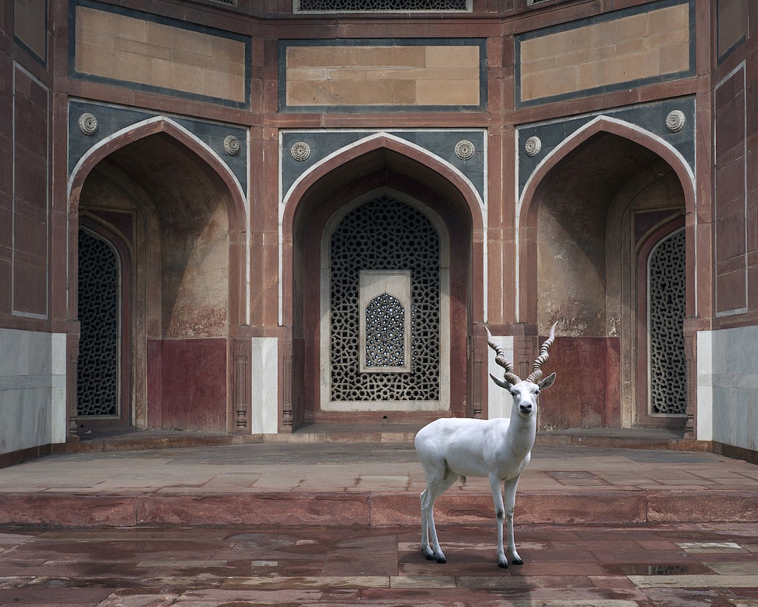 Karen KNORR, The Witness, Humayun's Tomb, New Delhi, from "india Song' series
2011, Pigment print on Hannemuhle Fine Art paper