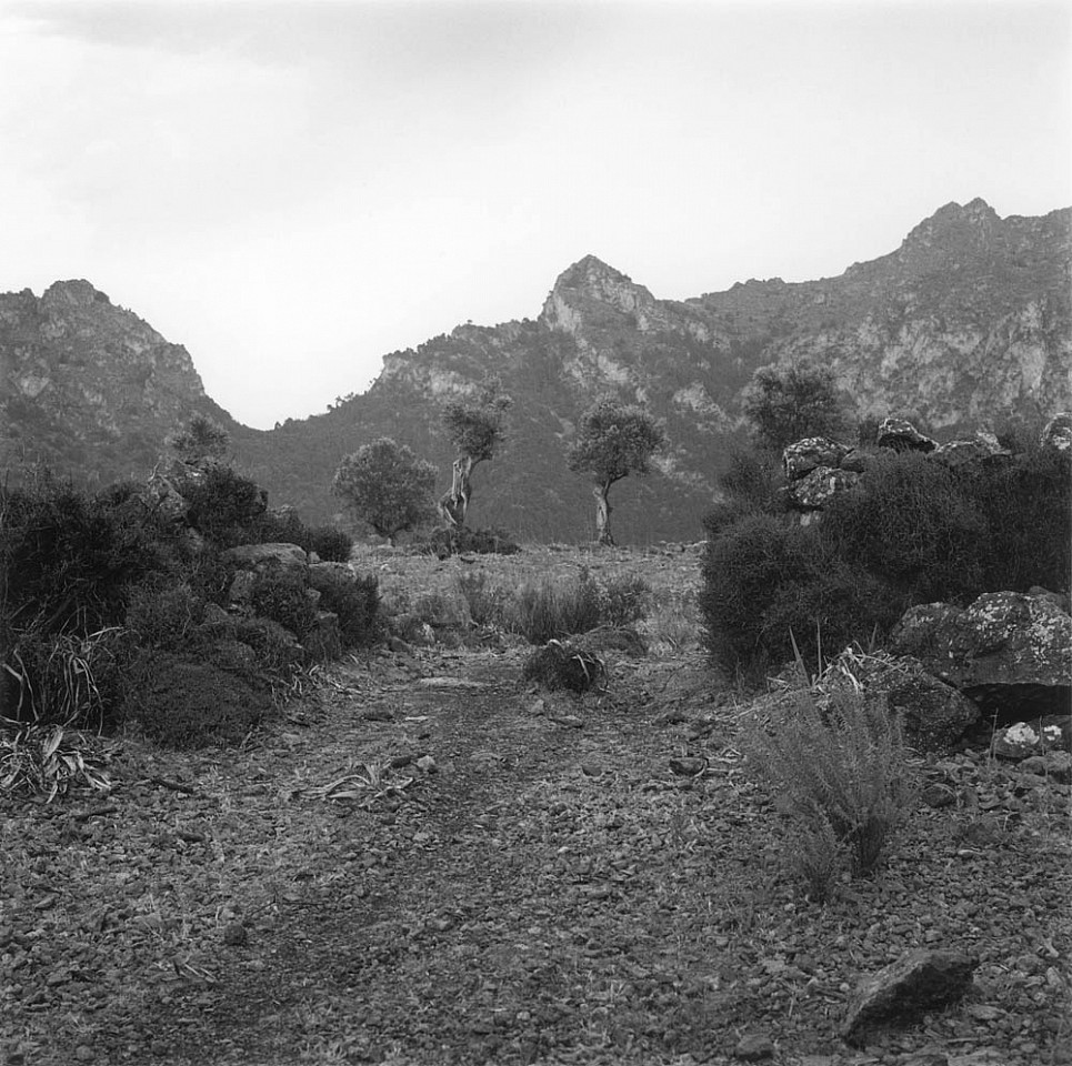 Mariana COOK, Passage Through Overgrown Wall, Sí²ller, Mallorca
2009, Gelatin silver print, selenium toned