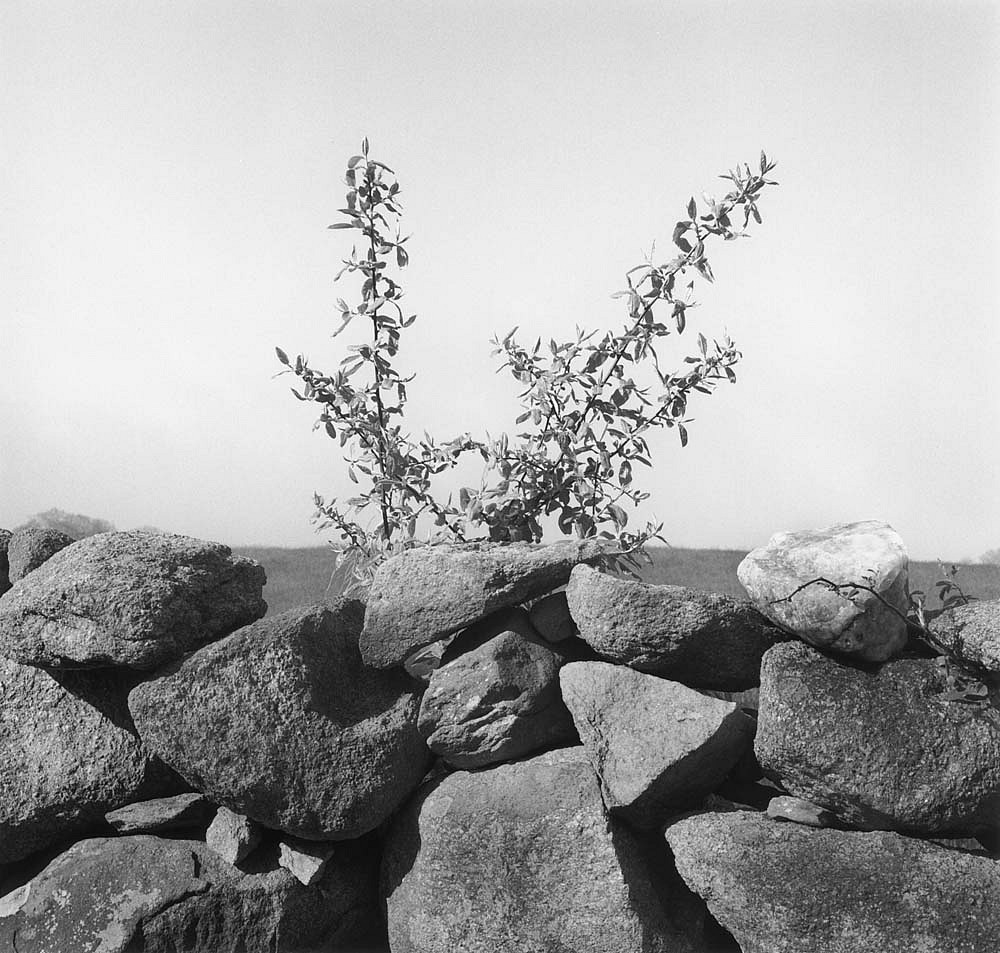 Mariana COOK, Wall and Forsythia, Chilmark, Massachusetts
2005, Gelatin silver print, selenium toned