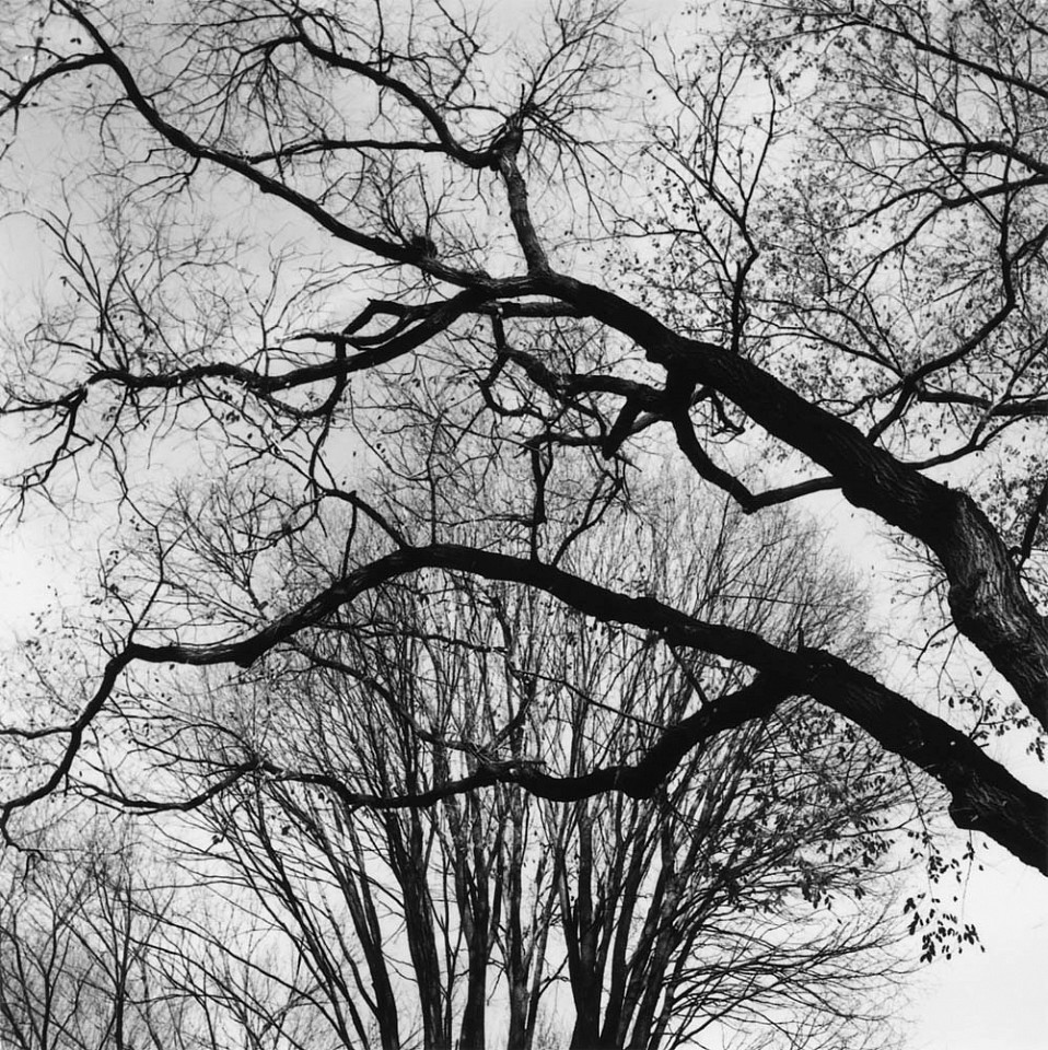 Mariana COOK, Arching Boughs (Central Park), New York City
2006, Gelatin silver print, selenium toned