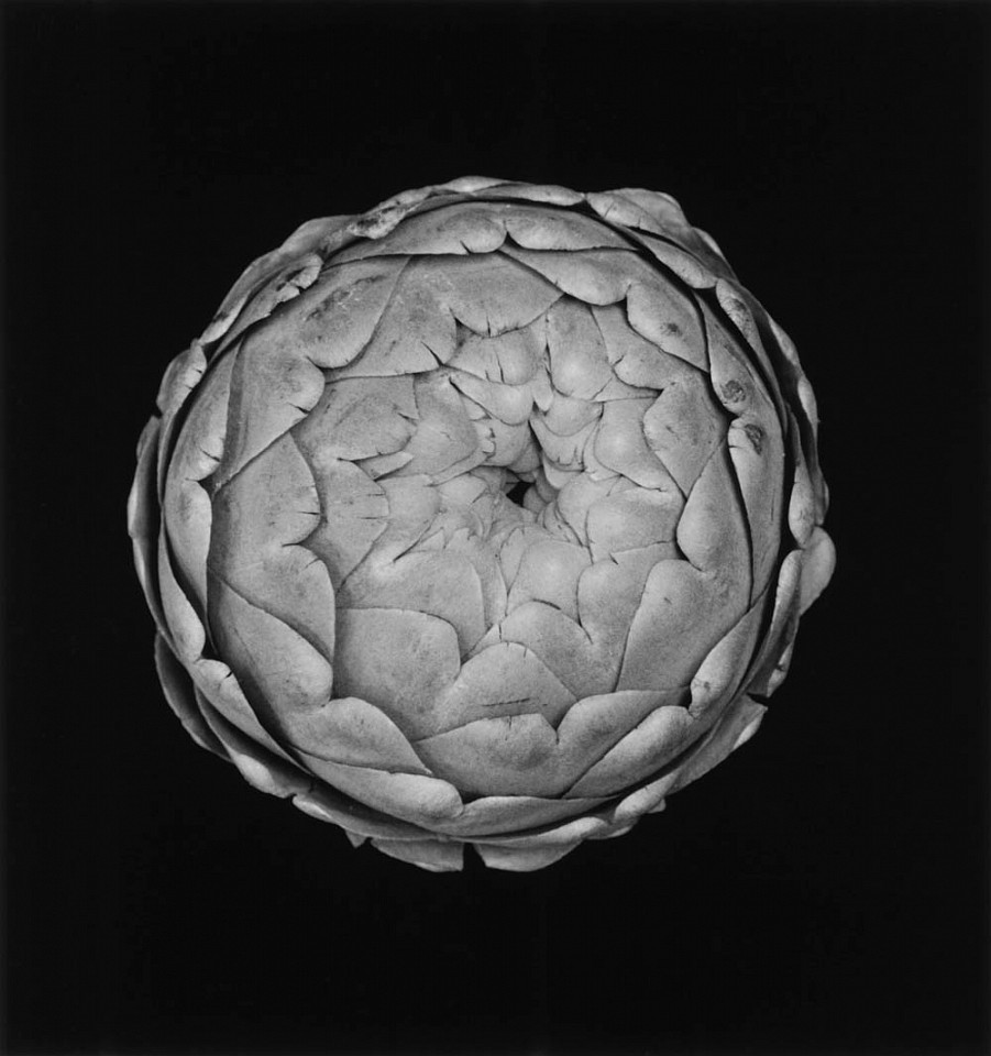 Mariana COOK, Artichoke, New York City
2000, Gelatin silver print, selenium toned