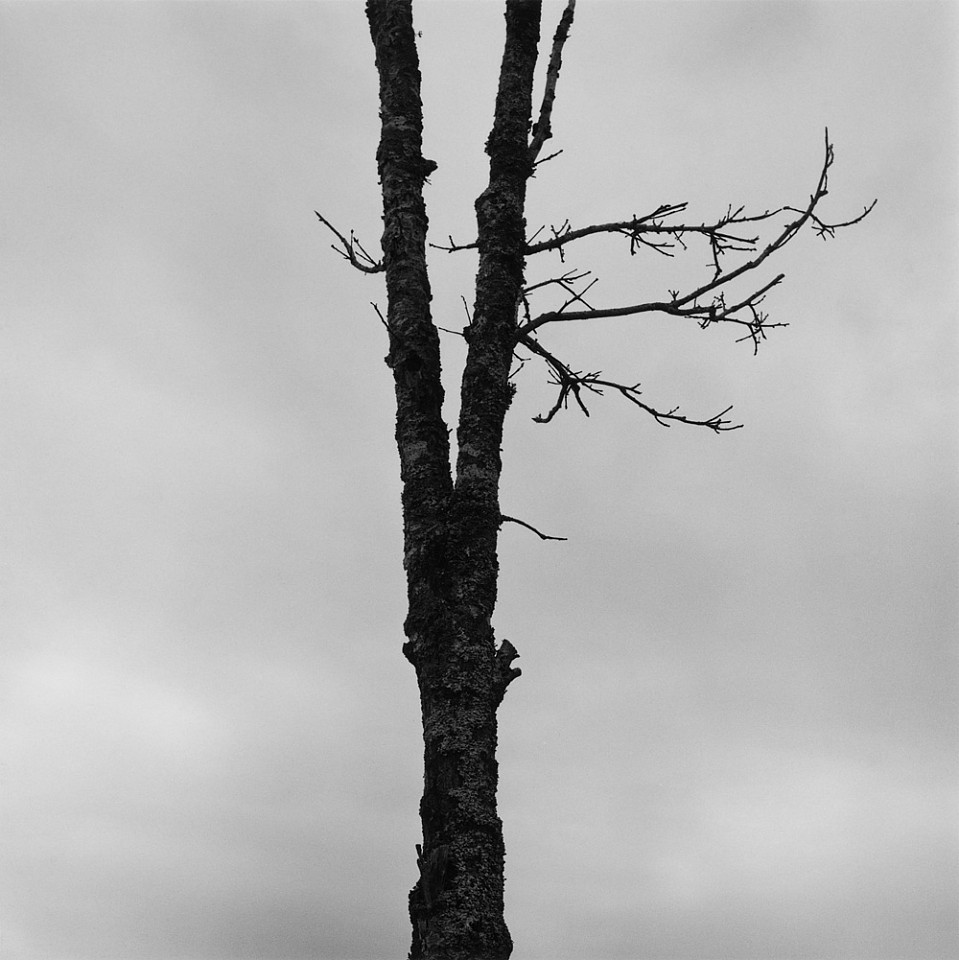 Mariana COOK, Bare Tree, Chilmark, Massachusetts
2014, Gelatin silver print, selenium toned