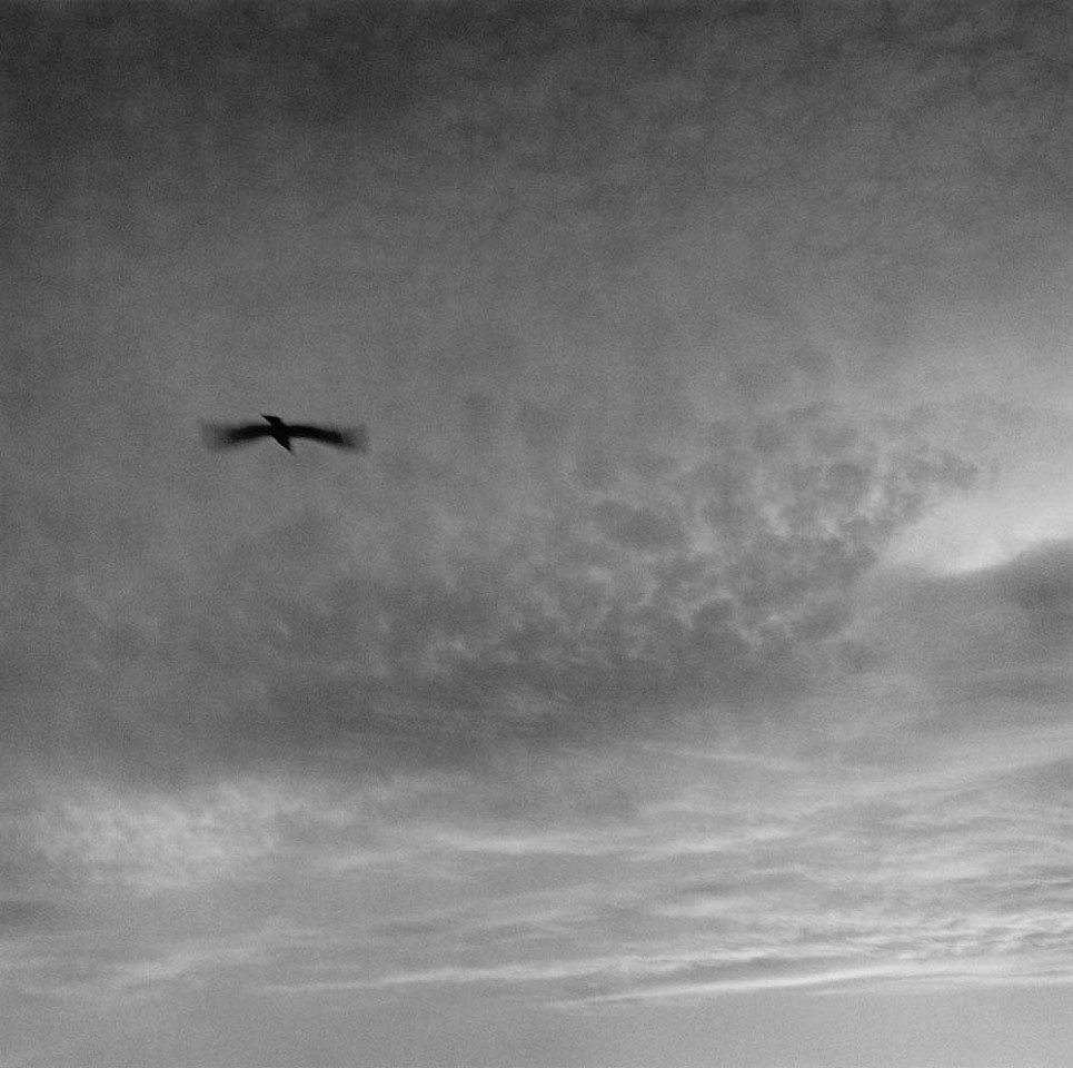 Mariana COOK, Bird in Motion, Menemsha, Massachusetts
2007, Gelatin silver print, selenium toned