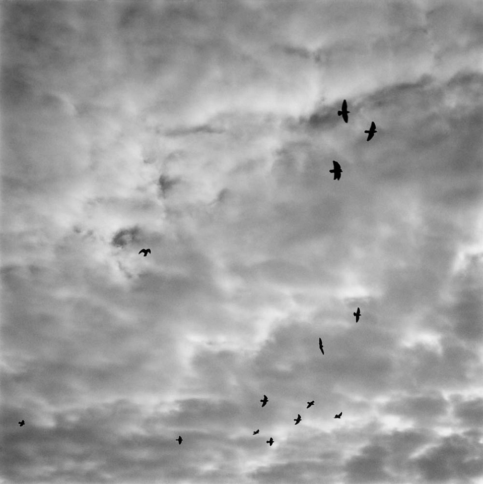 Mariana COOK, Birds in Clouds, Paris, France
2007, Gelatin silver print, selenium toned