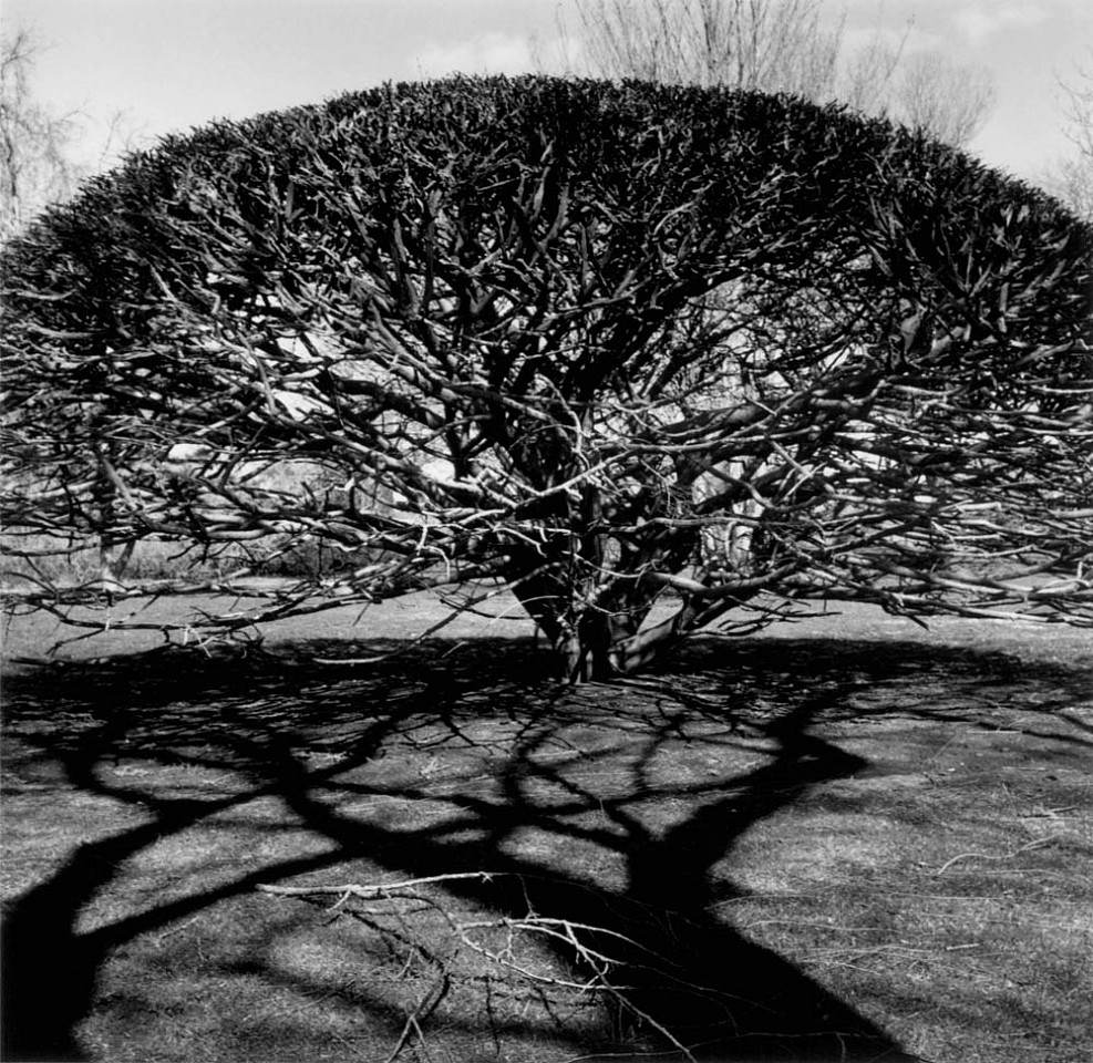 Mariana COOK, Burning Bush, Euonymus alatus, East Hampton, New York
2002, Gelatin silver print, selenium toned