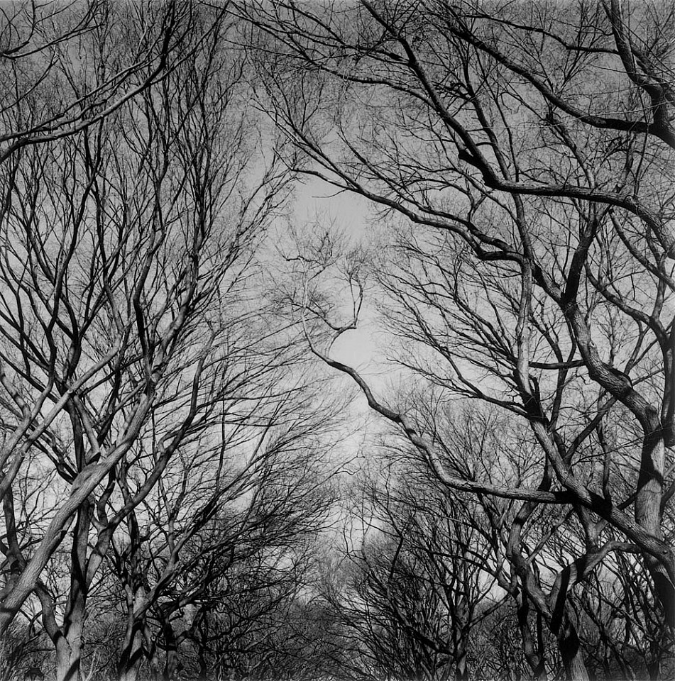 Mariana COOK, Central Park Trees, New York City
1999, Gelatin silver print, selenium toned