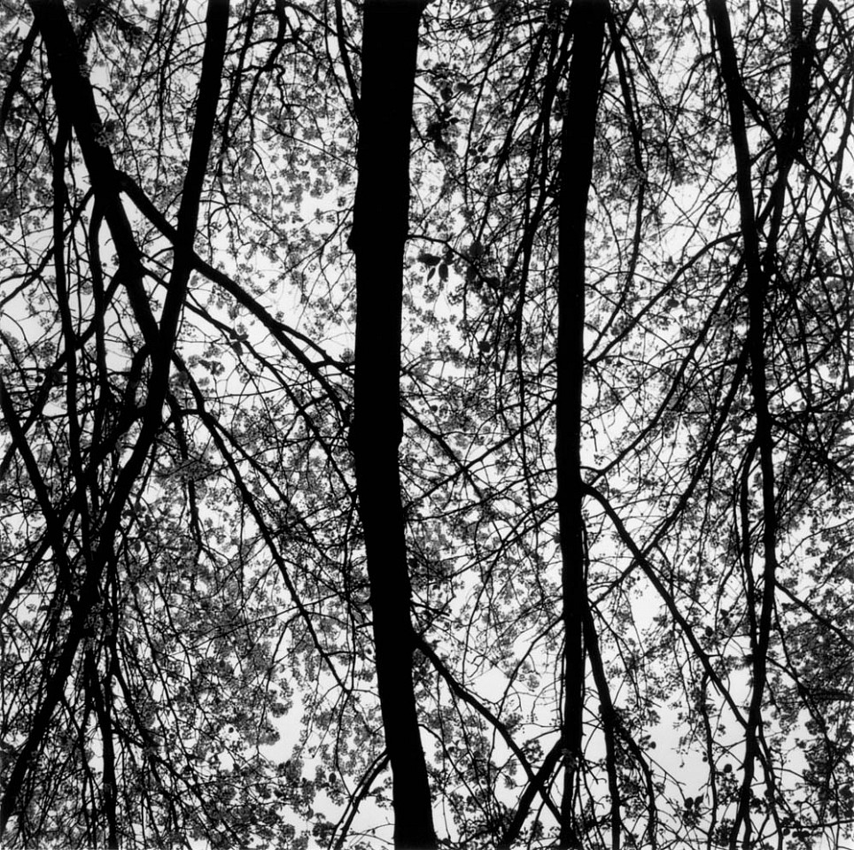 Mariana COOK, Cherry Tree I, Prunus Sp, East Hampton, New York
2002, Gelatin silver print, selenium toned