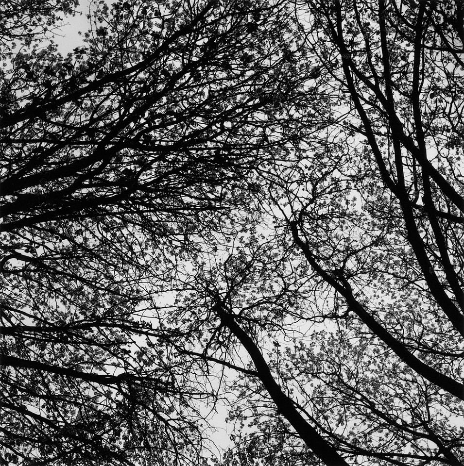 Mariana COOK, Cherry Tree II, Prunus Sp, East Hampton, New York
2002, Gelatin silver print, selenium toned