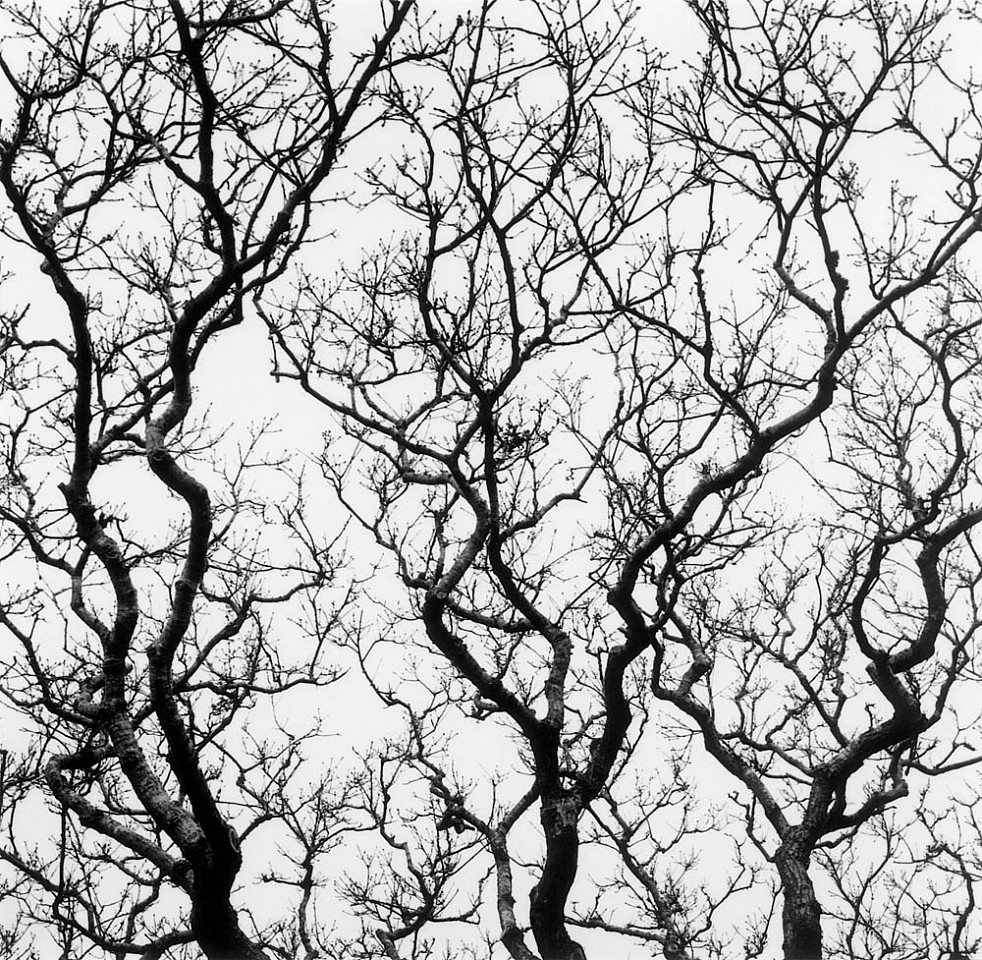 Mariana COOK, Chilmark Oak, Chilmark, Massachusetts
1999, Gelatin silver print, selenium toned