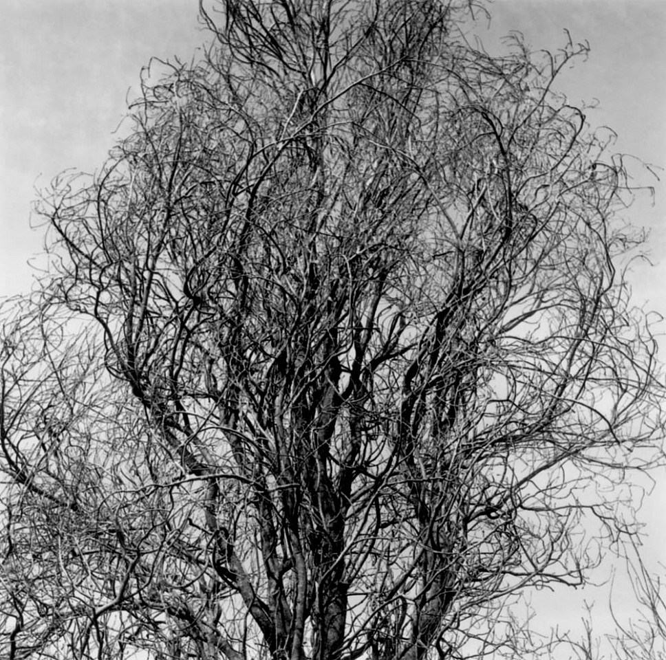 Mariana COOK, Columnar English Oak, Quercus Robur Fastigata, East Hampton, New York
2002, Gelatin silver print, selenium toned