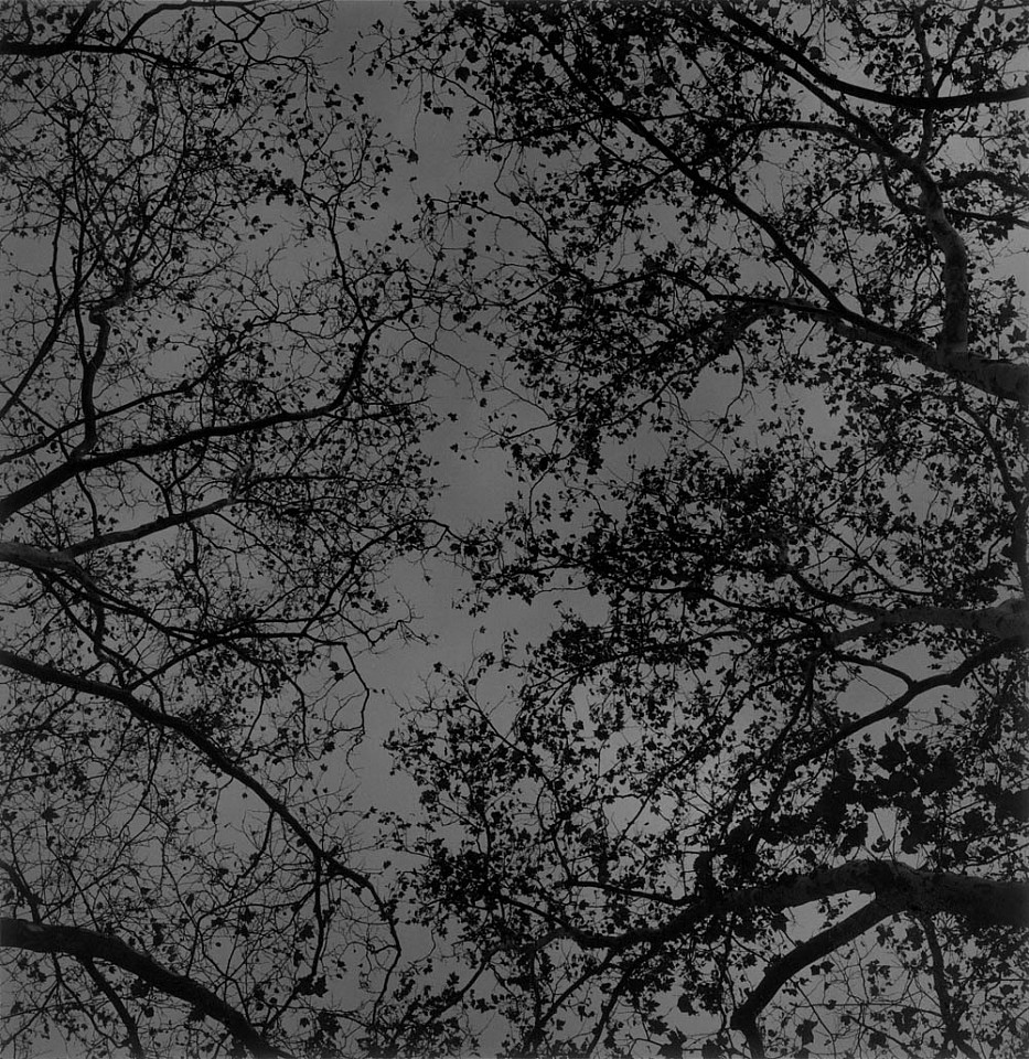 Mariana COOK, Fall Trees, New York City
2000, Gelatin silver print, selenium toned