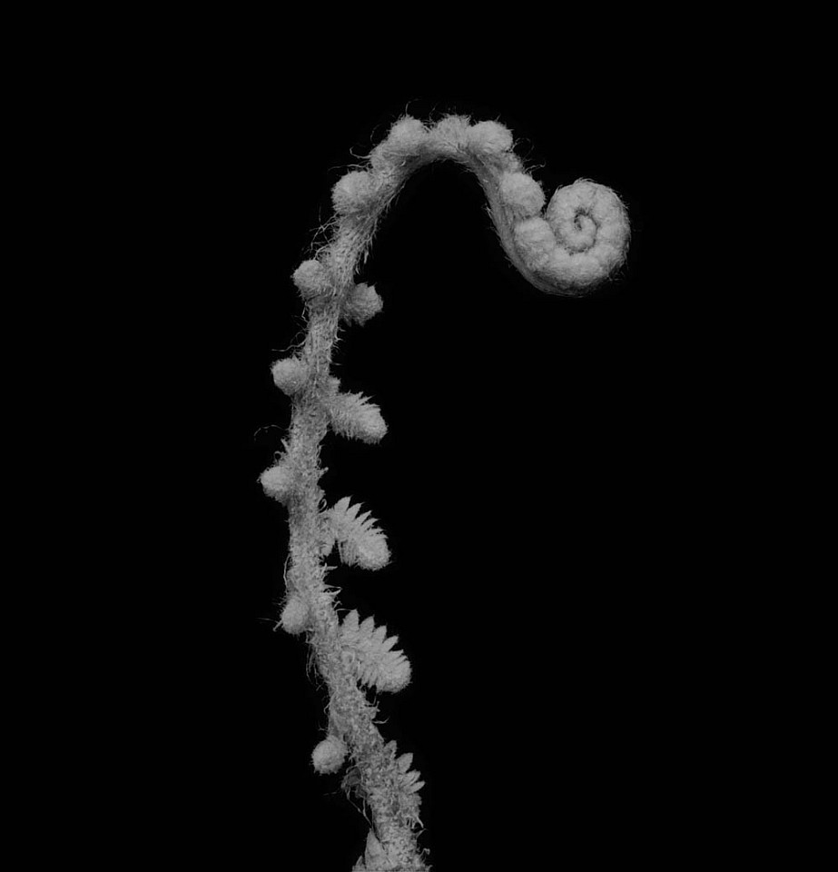 Mariana COOK, Fiddlehead Fern #2, The Burren, County Clare, Ireland
2016, Gelatin silver print, selenium toned