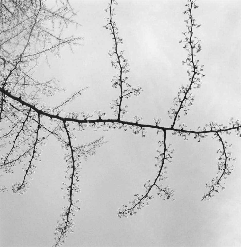 Mariana COOK, Ginkgo - Ginkgo biloba, East Hampton, New York
2002, Gelatin silver print, selenium toned