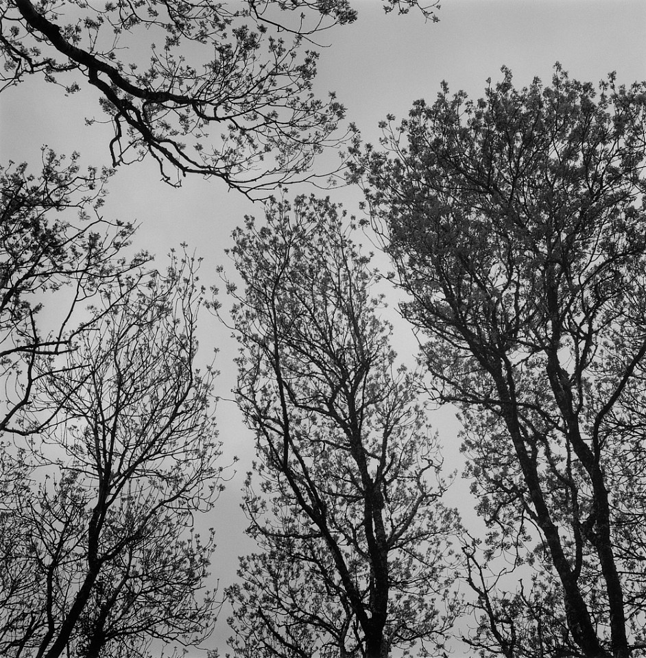 Mariana COOK, Leafing Ash Trees, The Burren, County Clare, Ireland
2018, Gelatin silver print, selenium toned