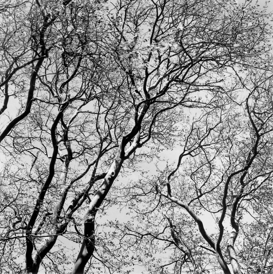 Mariana COOK, London Plane - Platanus x acerifolia, East Hampton, New York
2002, Gelatin silver print, selenium toned