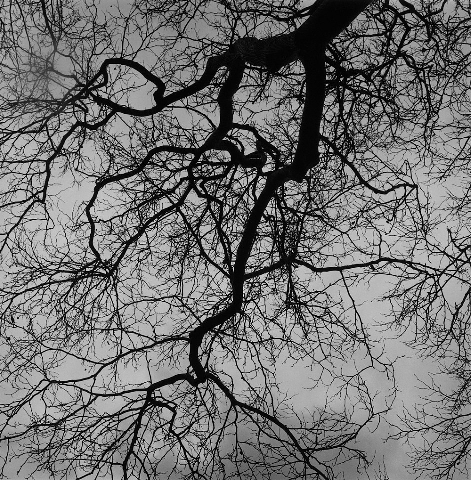 Mariana COOK, London Plane - Platanus x acerifolia, East Hampton, New York
2002, Gelatin silver print, selenium toned