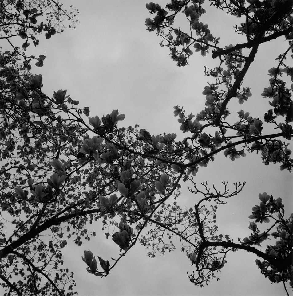 Mariana COOK, Magnolia, Glion, Switzerland
2016, Gelatin silver print, selenium toned