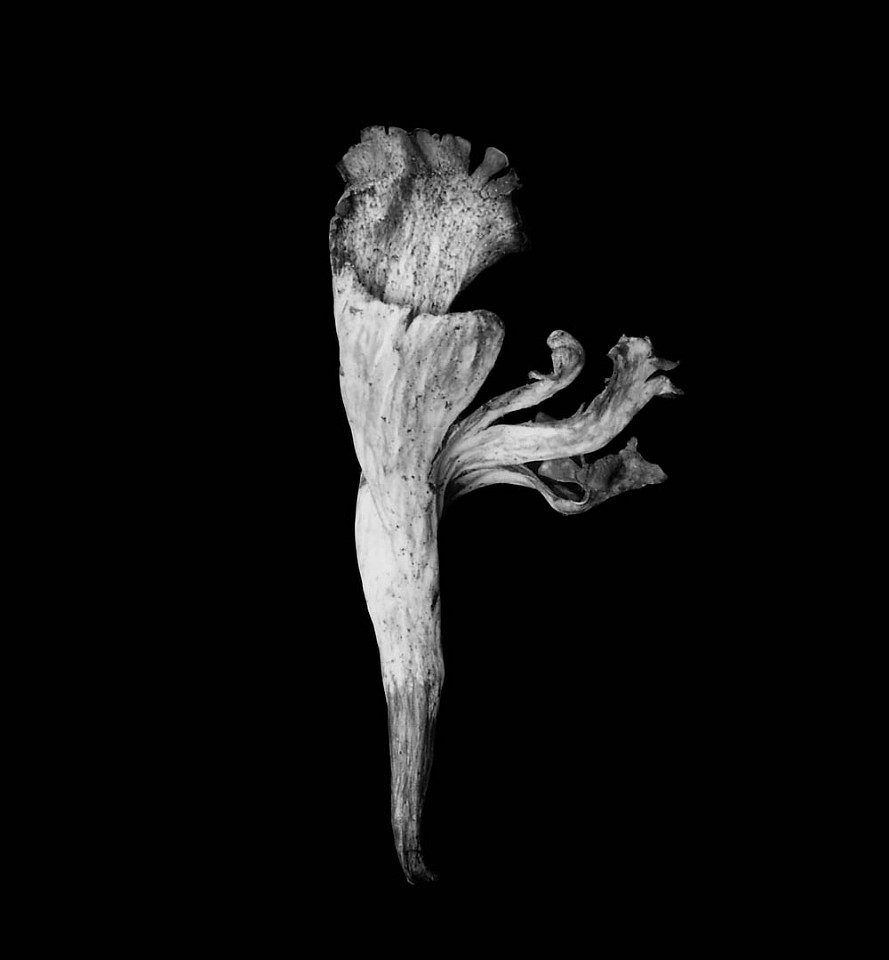 Mariana COOK, Mushroom, Berkeley, California
2001, Gelatin silver print, selenium toned