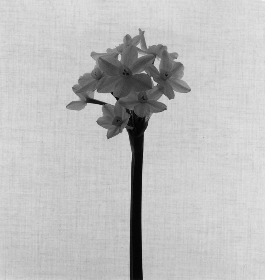 Mariana COOK, Paper Whites, New York City
1999