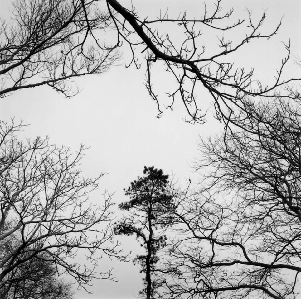 Mariana COOK, Pitch Pine - Pinus rigida, East Hampton, New York
2002, Gelatin silver print, selenium toned