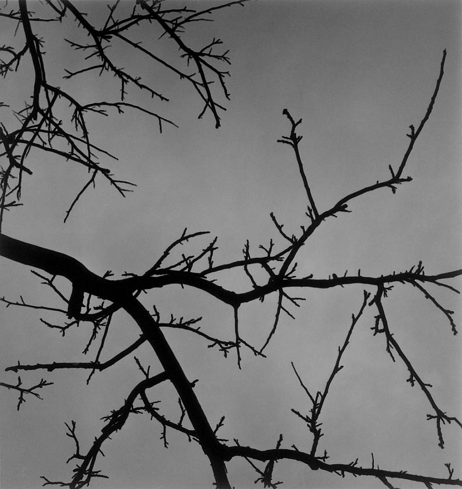 Mariana COOK, Poinciana Tree, Bermuda
1999, Gelatin silver print, selenium toned