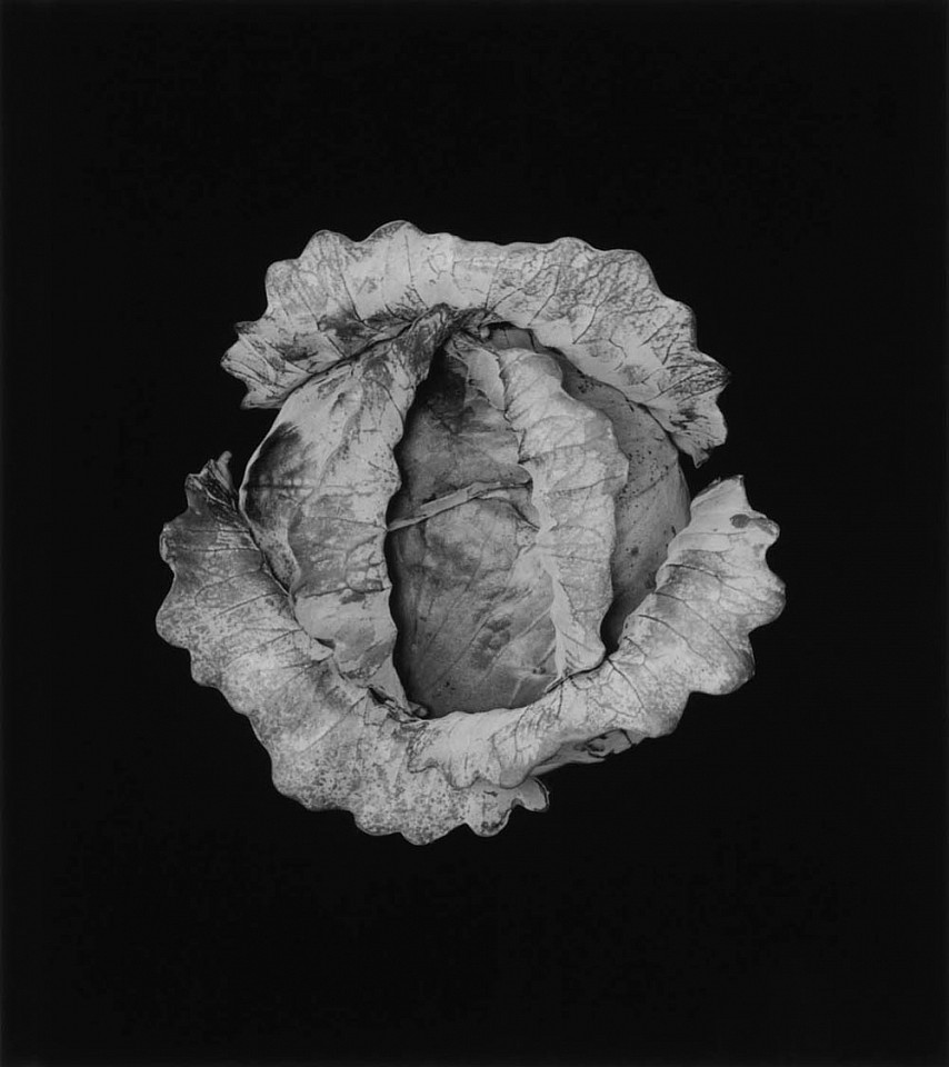 Mariana COOK, Purple Cabbage, Chilmark, Massachusetts
2017, Gelatin silver print, selenium toned