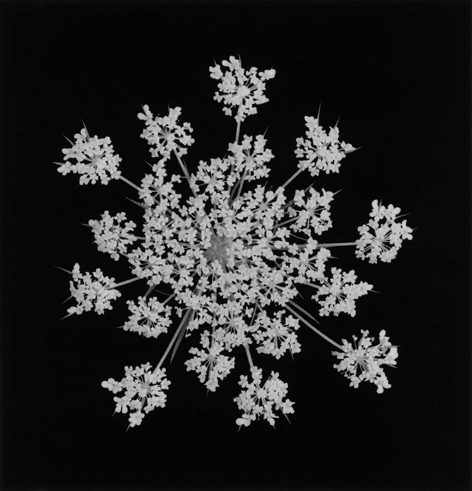 Mariana COOK, Queen Anne's Lace, Chilmark, Massachusetts
2013, Gelatin silver print, selenium toned