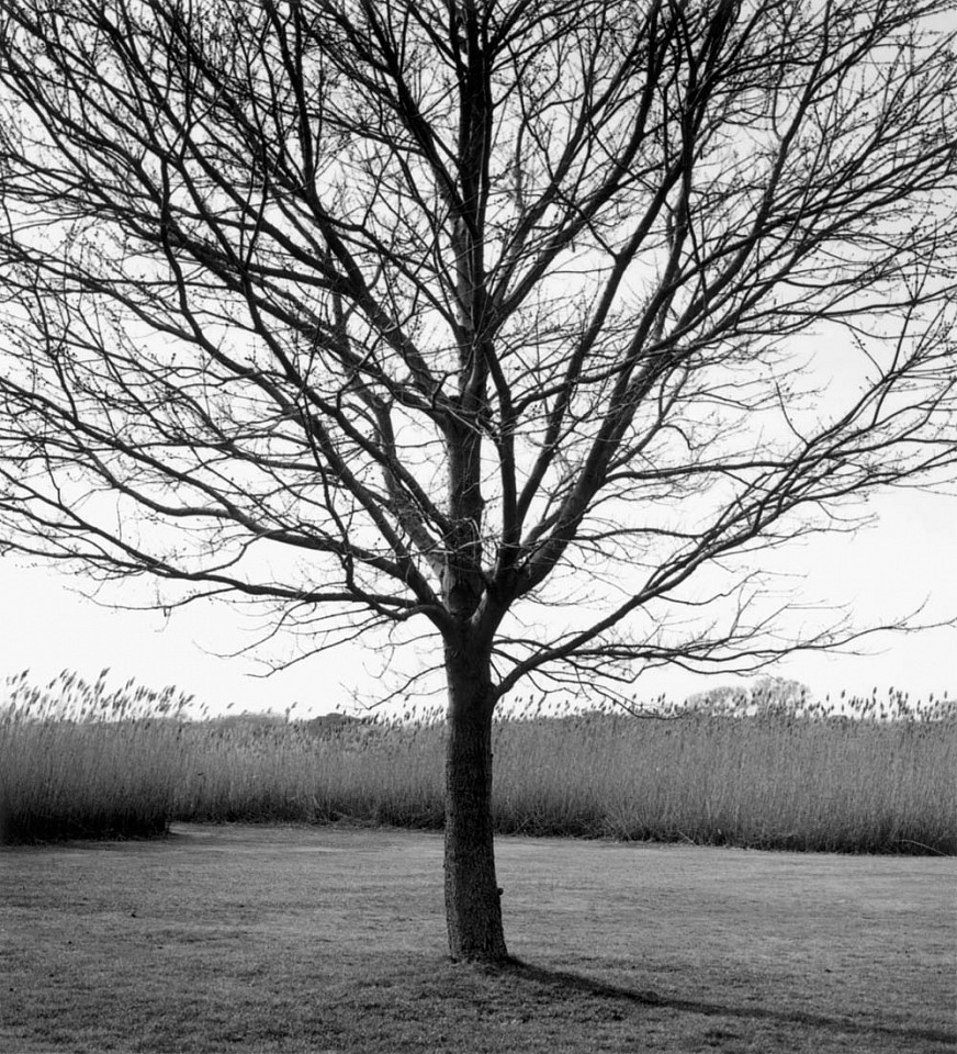 Mariana COOK, Red Maple - Acer rubrum, East Hampton, New York
2002, Gelatin silver print, selenium toned