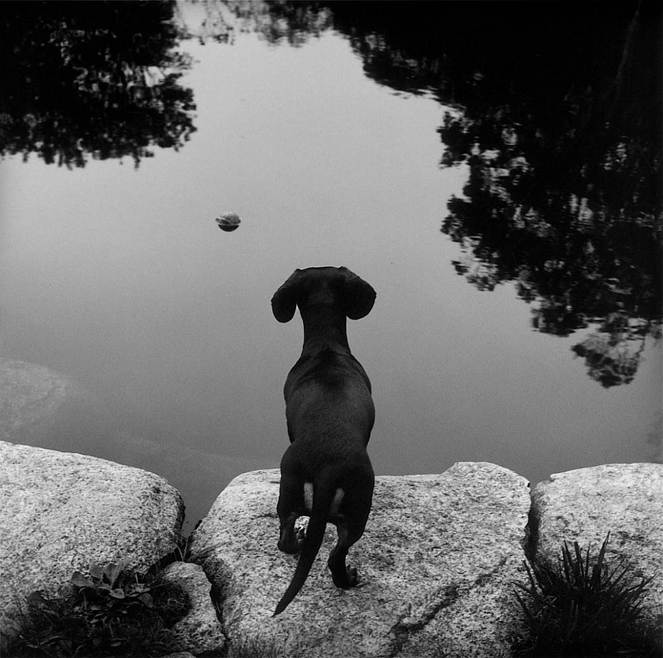 Mariana COOK, Rusty and His Ball, Chilmark, Massachusetts
2006, Gelatin silver print, selenium toned