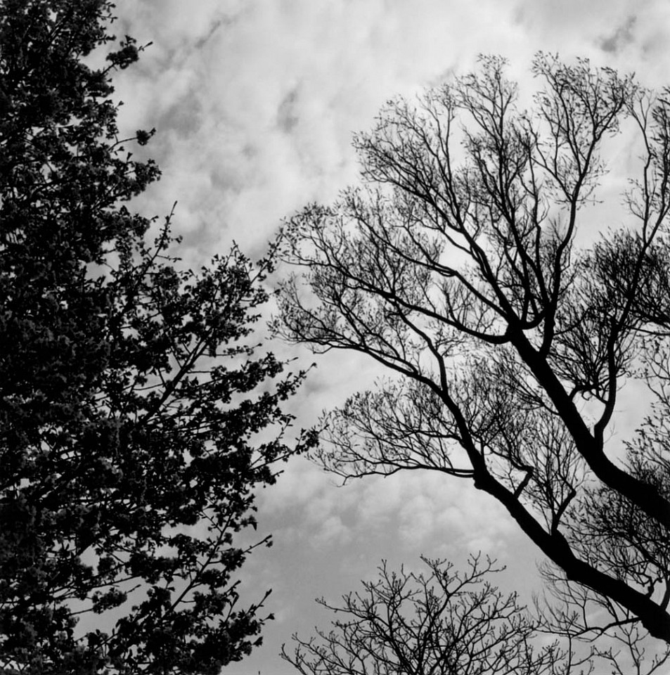 Mariana COOK, Sargent Cherry and Willow - Prunus sargentii and Salix sp, East Hampton, New York
2002, Gelatin silver print, selenium toned