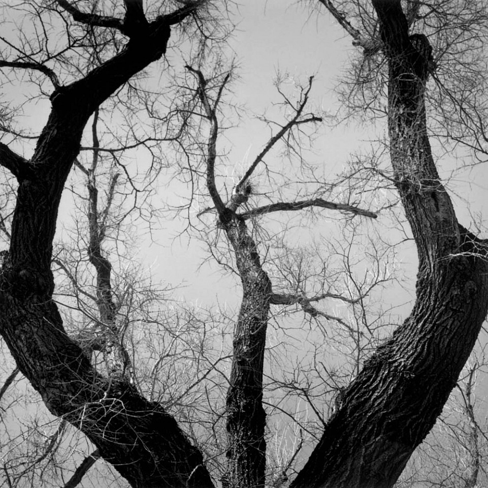 Mariana COOK, Siberian Elm - Ulmus Pumila, East Hampton, New York
2002, Gelatin silver print, selenium toned