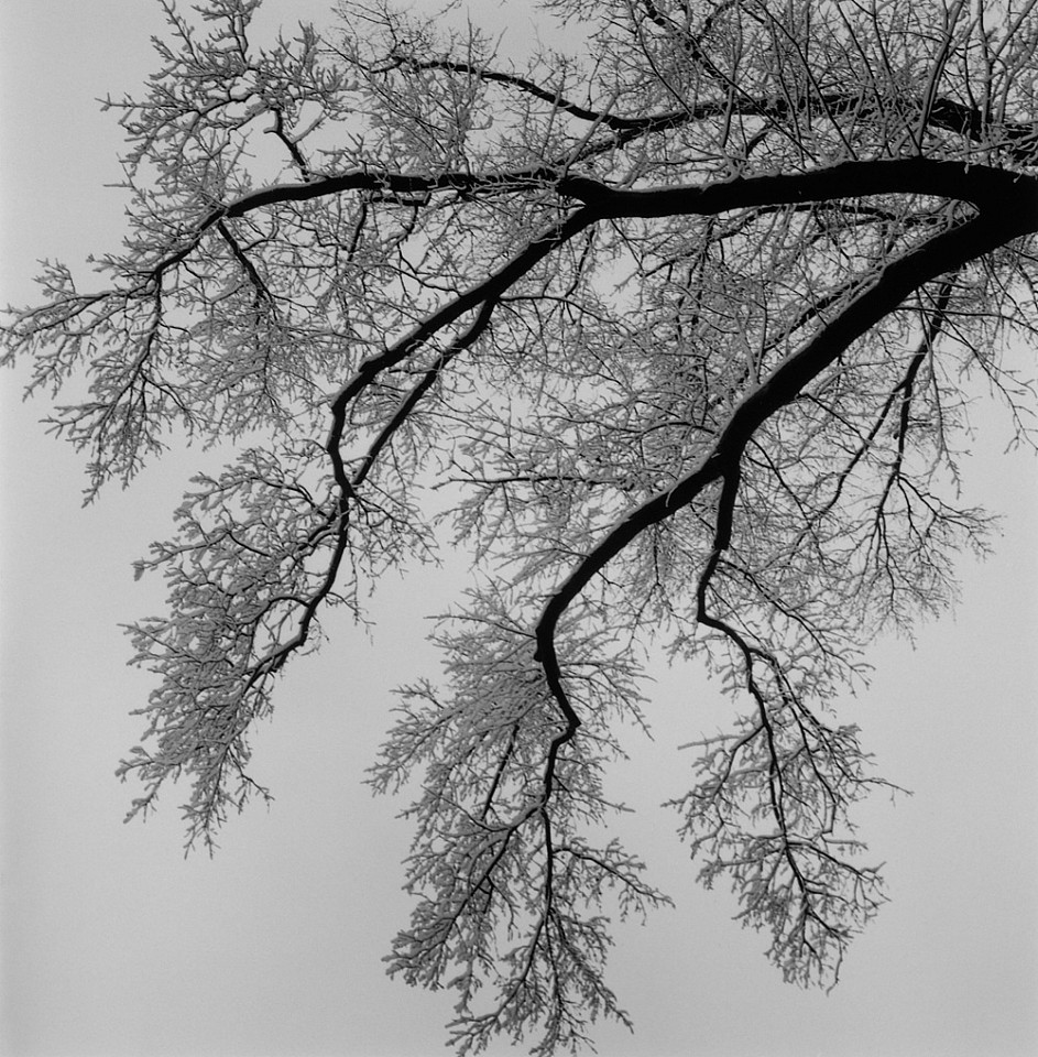 Mariana COOK, Snowy Branches, New York City
2016, Gelatin silver print, selenium toned