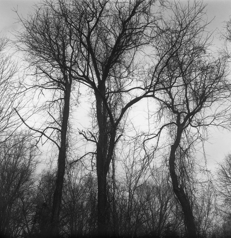 Mariana COOK, Three Birch Trees, Kent, Connecticut
2006, Gelatin silver print, selenium toned