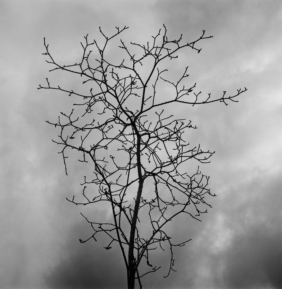 Mariana COOK, Tree (Isabella Island), Galapagos Islands, Ecuador
2004, Gelatin silver print, selenium toned