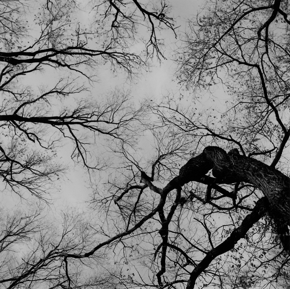 Mariana COOK, Tree Limbs (Central Park), New York City
2006, Gelatin silver print, selenium toned