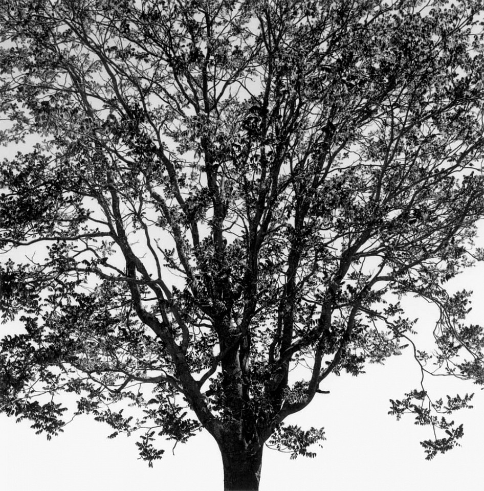 Mariana COOK, Tree of Heaven - Ailanthus Altissima, East Hampton, New York
2002, Gelatin silver print, selenium toned