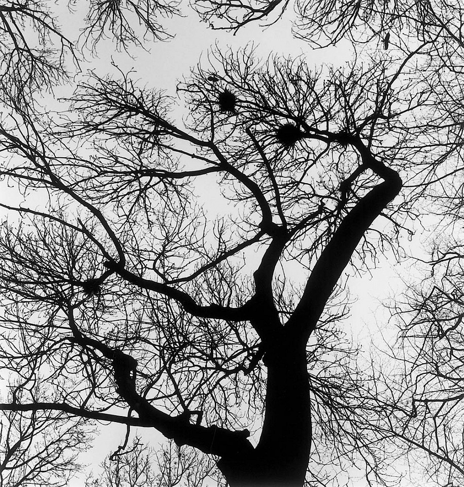 Mariana COOK, Tree with Crows and Nests, Lacock Abbey, England
2004, Gelatin silver print, selenium toned